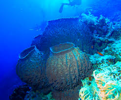 Barrel Sponge - PP Island