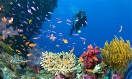 Dive Sites - Phuket