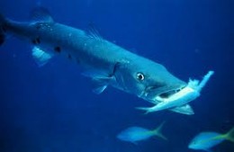 Great Barracuda - Lunch Time