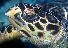 Hawksbill Turtle - Phi Phi Islands