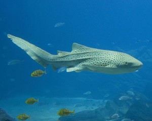 Leopard Shark - Anemone Reef
