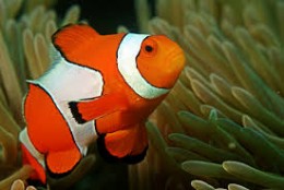 Dive Phuket Today - Anemone Reef