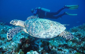 Diver and Turtle at West of Eden, Similan Islands.