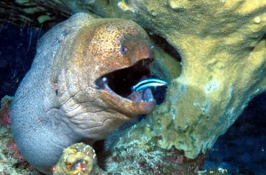 Moray Eel and Cleaner Wrasse at West of Eden at Similan Islands, Thailand. 