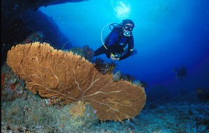 Diver and Gorgonia at Shark Fin Reef, Similan Islands Thailand.