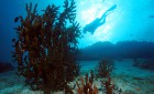 Cabbage Coral and Diver at Deep Six Similan Islands